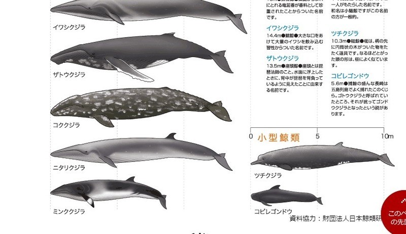 鯨の種類.jpg