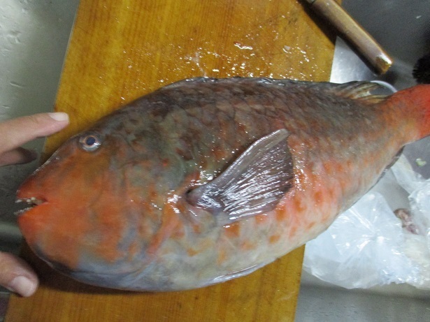 千倉の越紋鮮魚店で正月用にブダイとマンボウを買ってきた 結果 ブダイは７日目でも薄造りｏｋだった 房総半島の鮮魚店で こんな魚を買ってみた